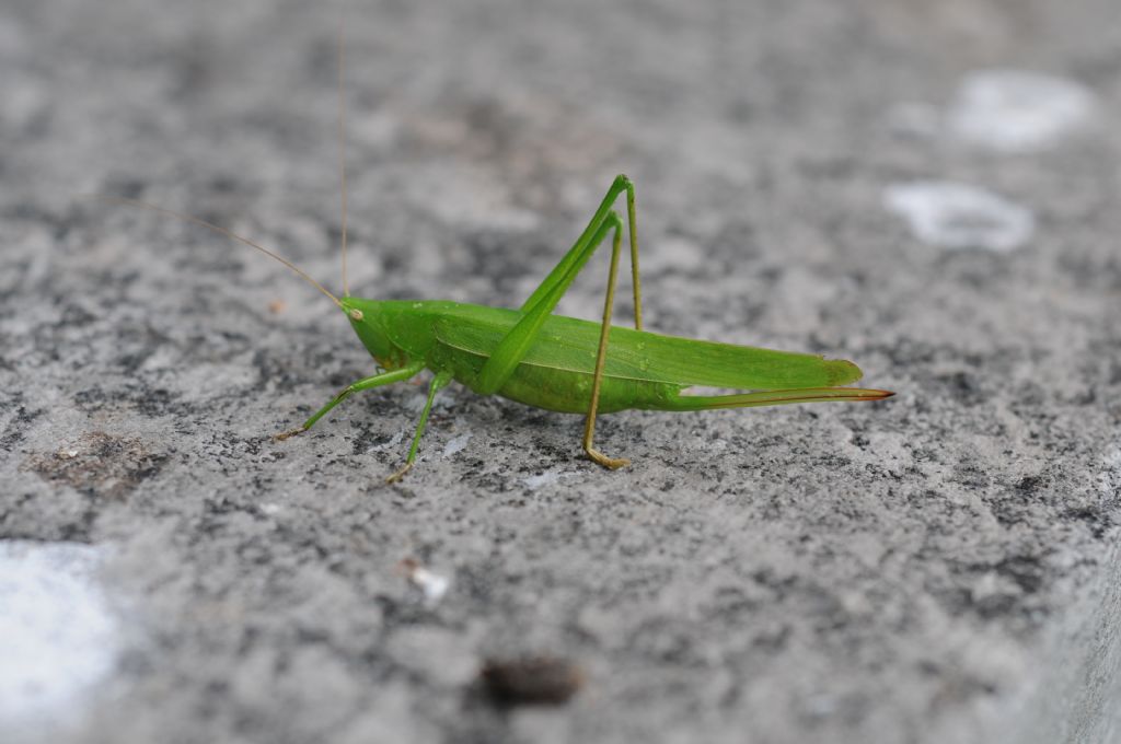 Femmina di Ruspolia nitidula (Conocephalidae)